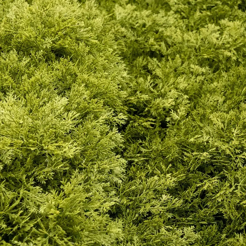 Reindeer Moss - Light Green