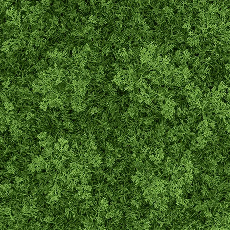 Reindeer Moss - Medium Green