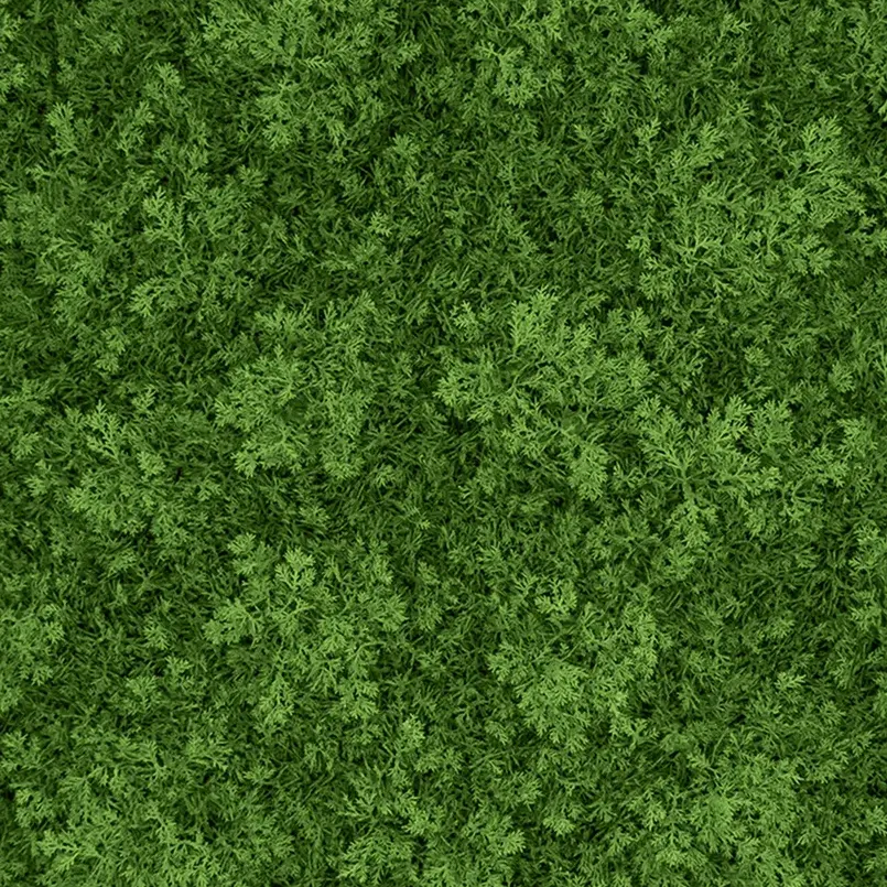 Reindeer Moss - Medium Green