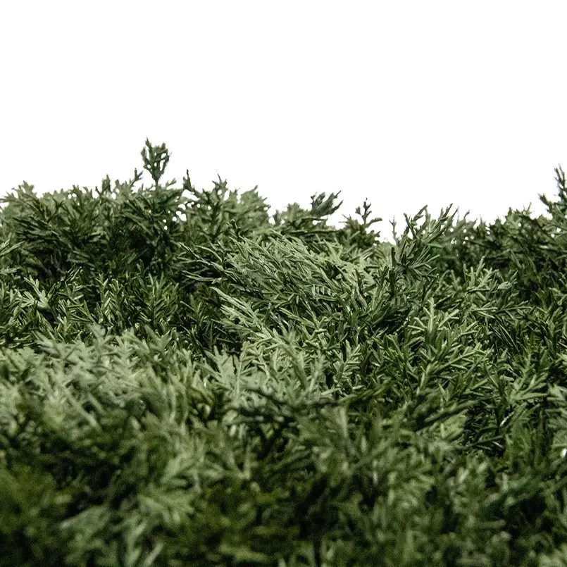 Reindeer Moss - Dark Green
