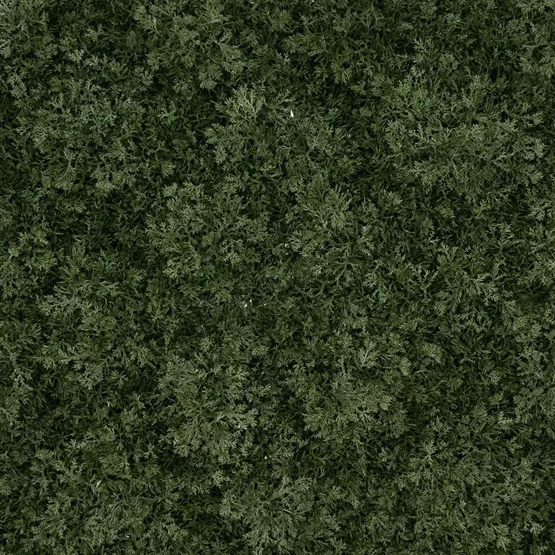 Reindeer Moss - Dark Green