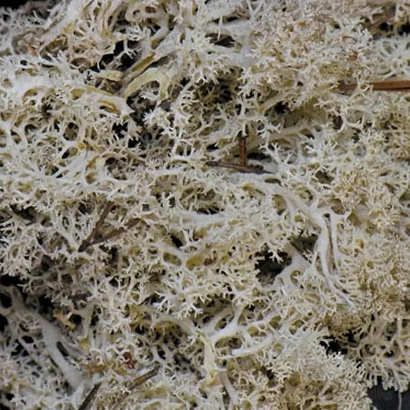 Reindeer Moss - Natural