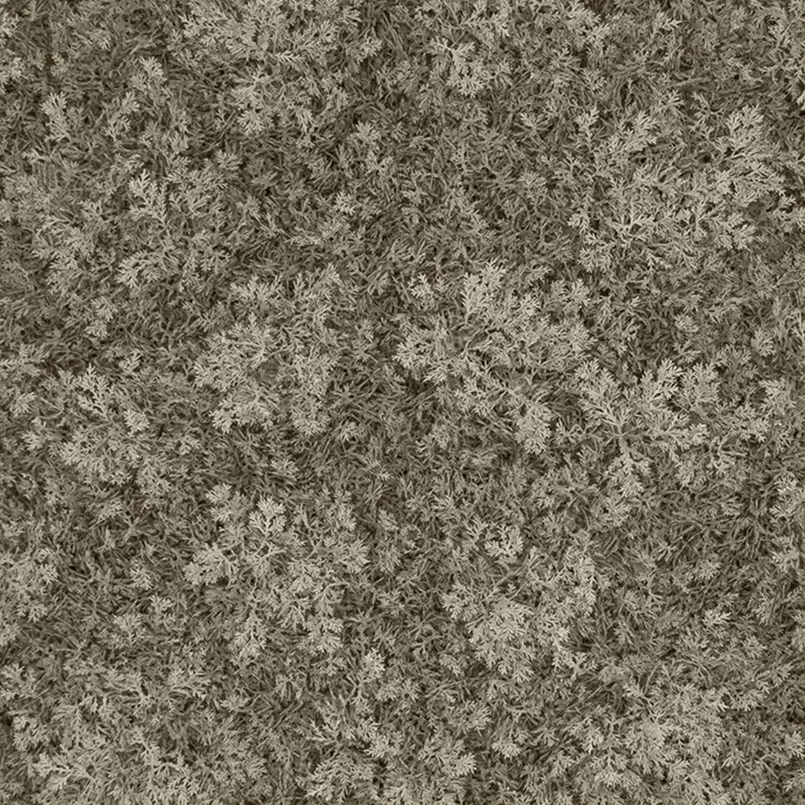 Reindeer Moss - Natural