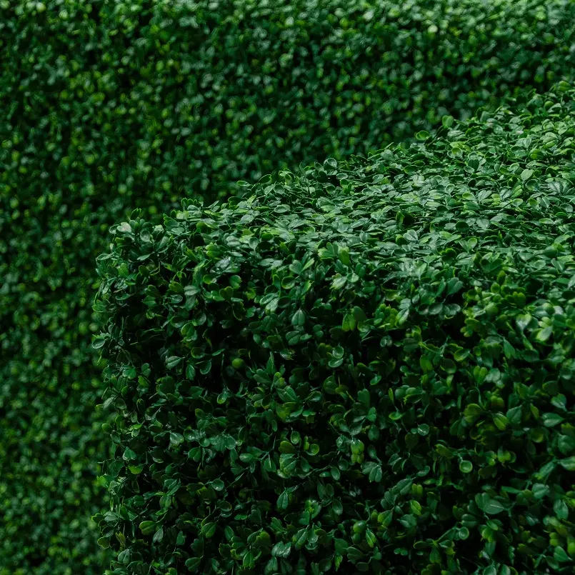 Boxwood