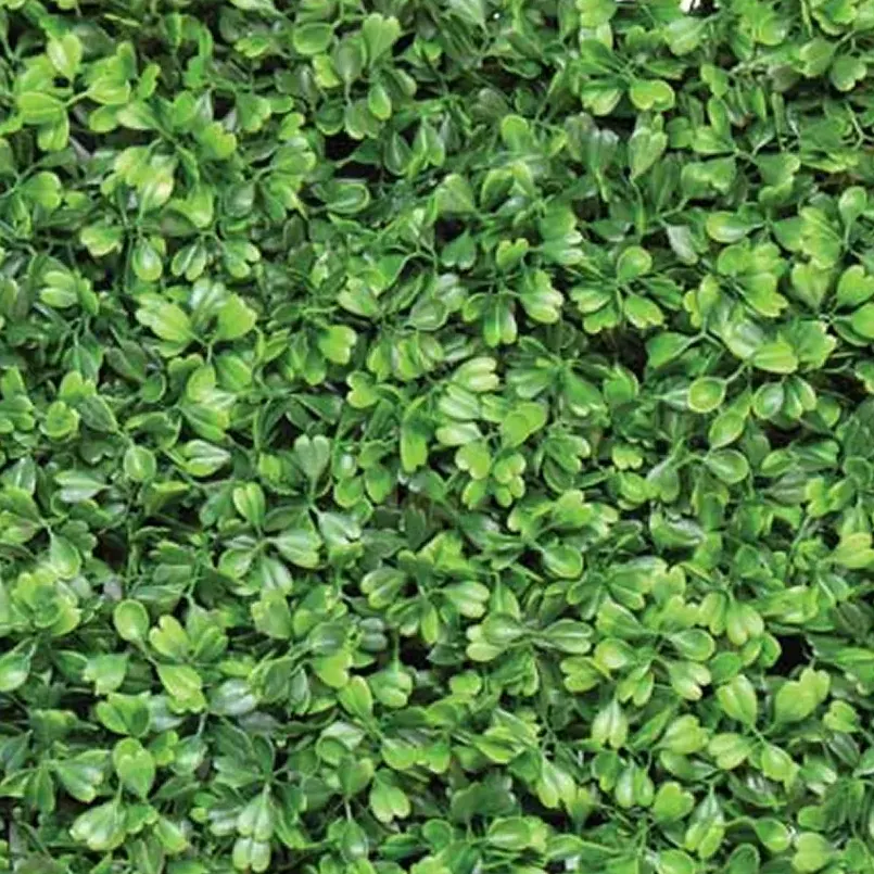 Boxwood