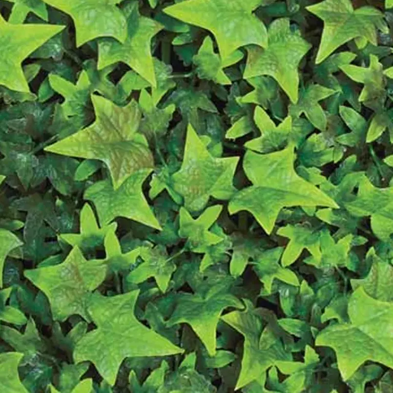 English Ivy