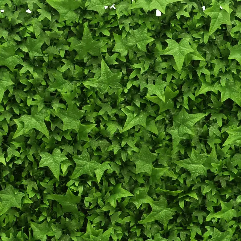 English Ivy