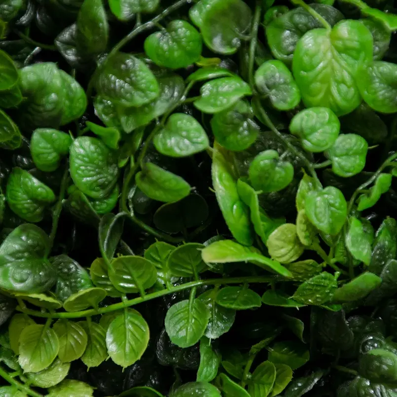 Creeping Fig