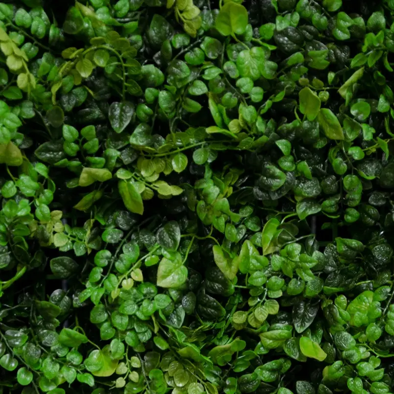 Creeping Fig