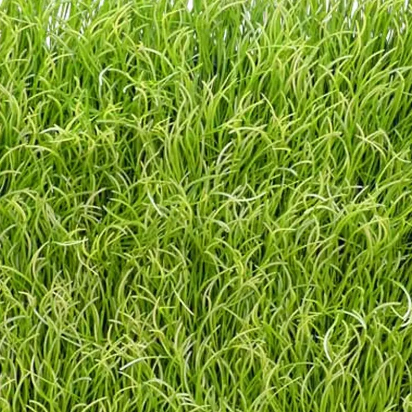 Pearl Grass