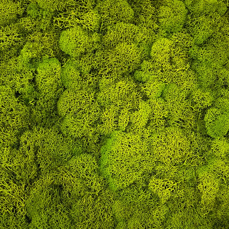 Reindeer Moss - 14 Colors