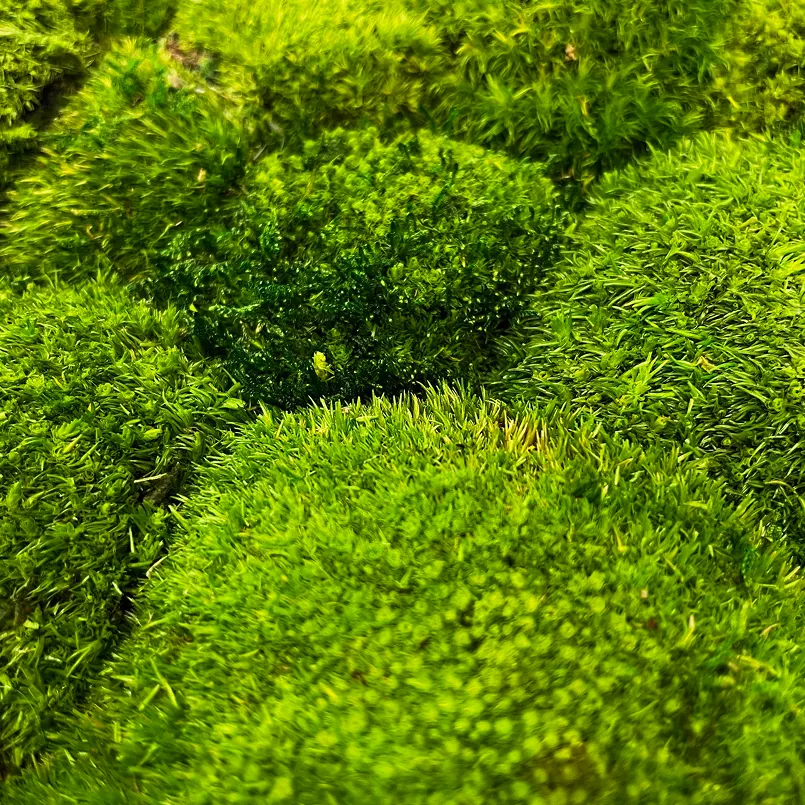 Pole Moss
