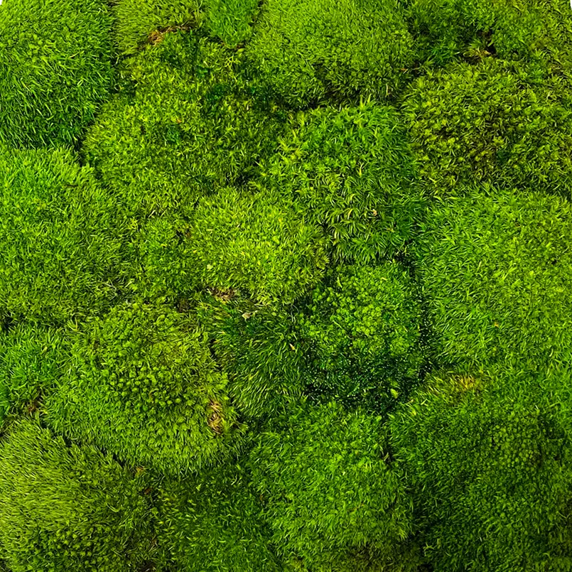 Pole Moss