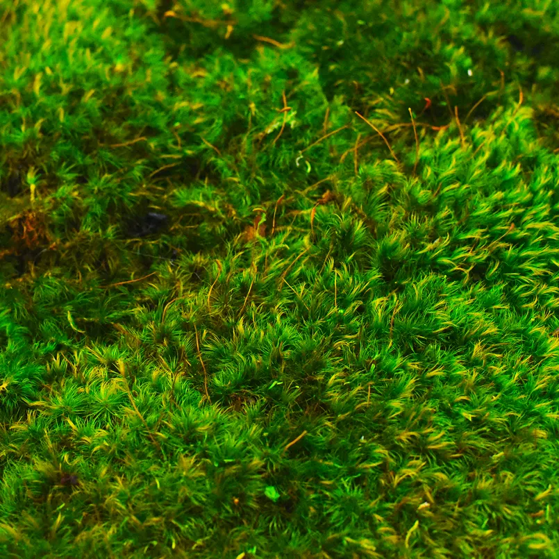 Mood Moss