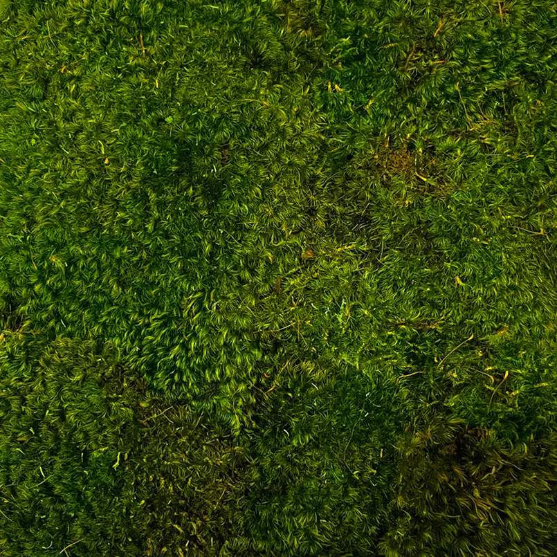 Mood Moss