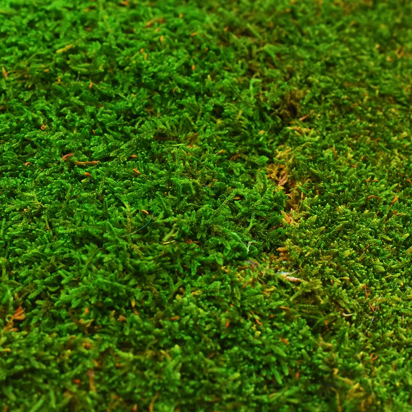 Sheet Moss