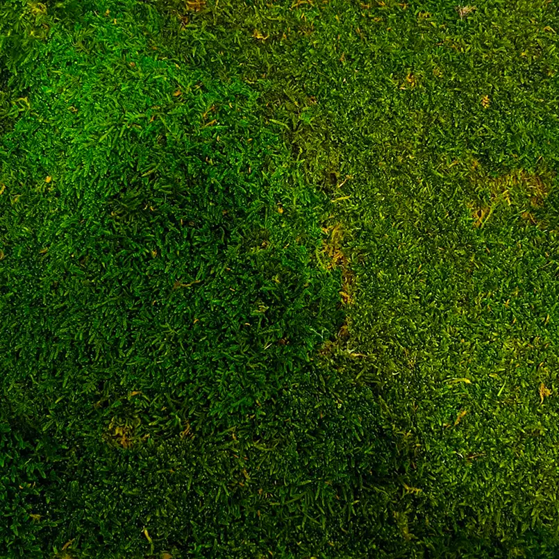 Sheet Moss