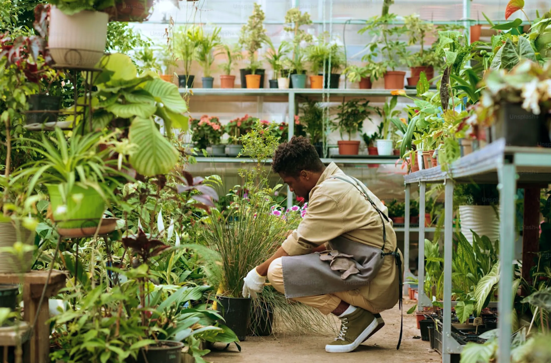 Live plant walls
