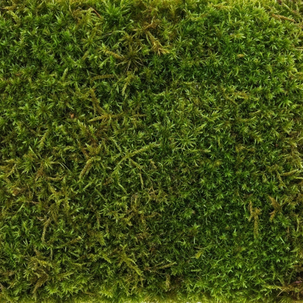 Preserved Star Moss –  Green