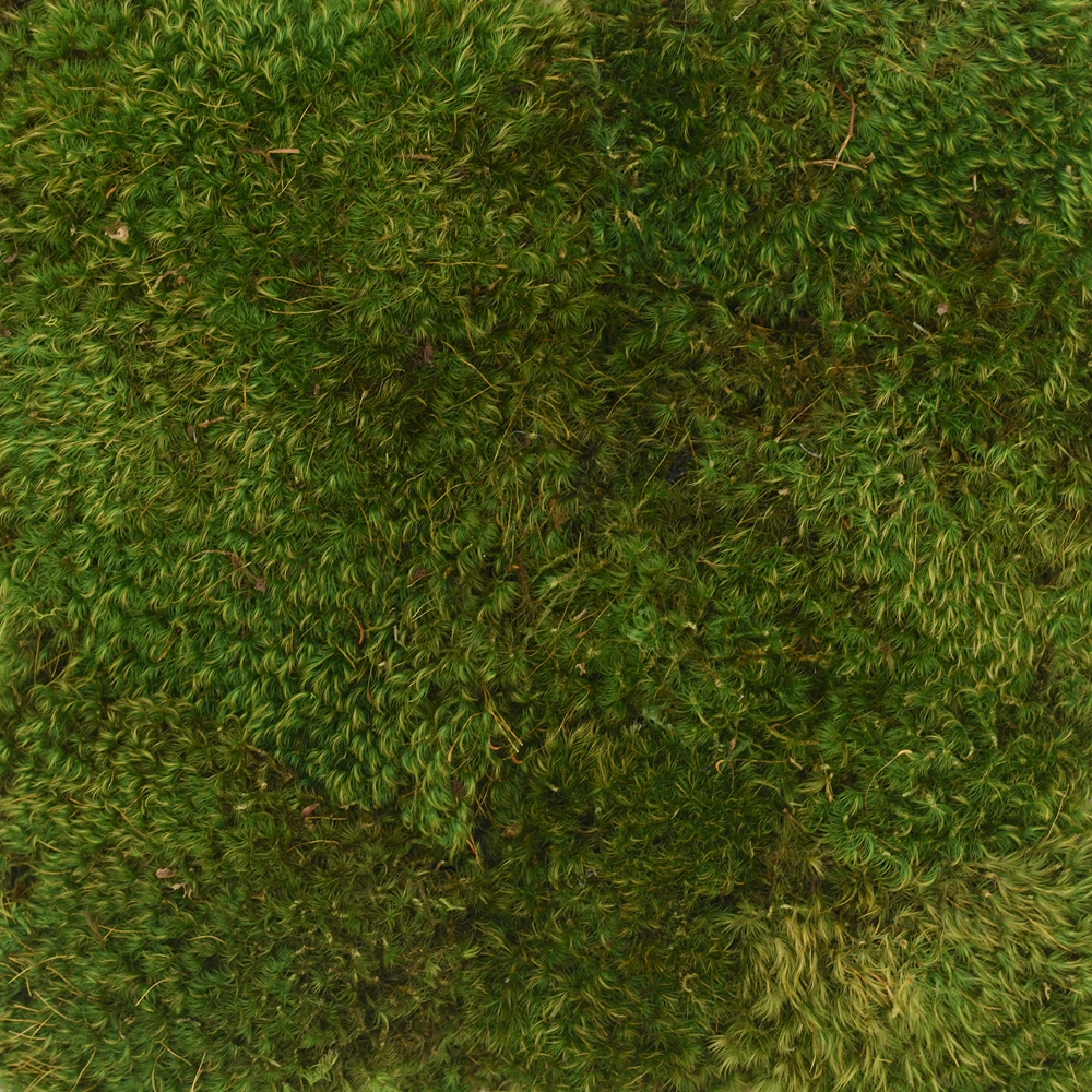 Preserved Mood Moss –  Natural Green