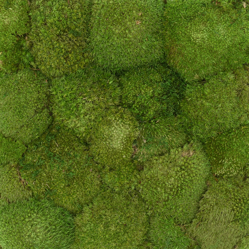 Preserved Pole Moss – Light Green