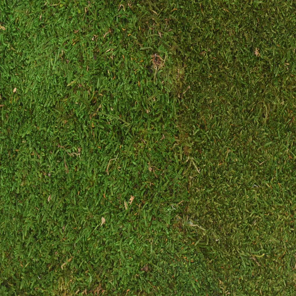 Preserved Sheet Moss – Green