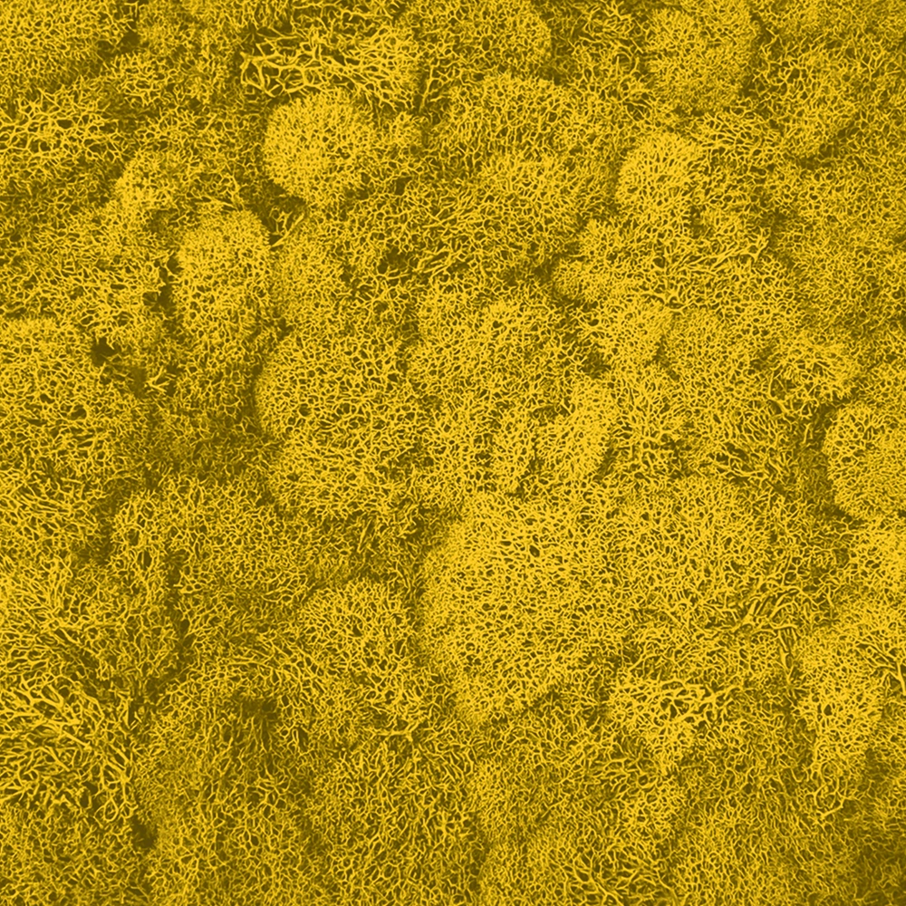 Preserved Reindeer Moss – Yellow