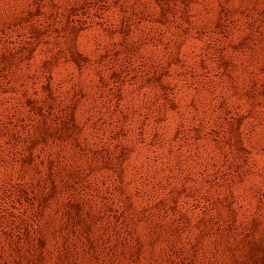 Preserved Reindeer Moss – Orange