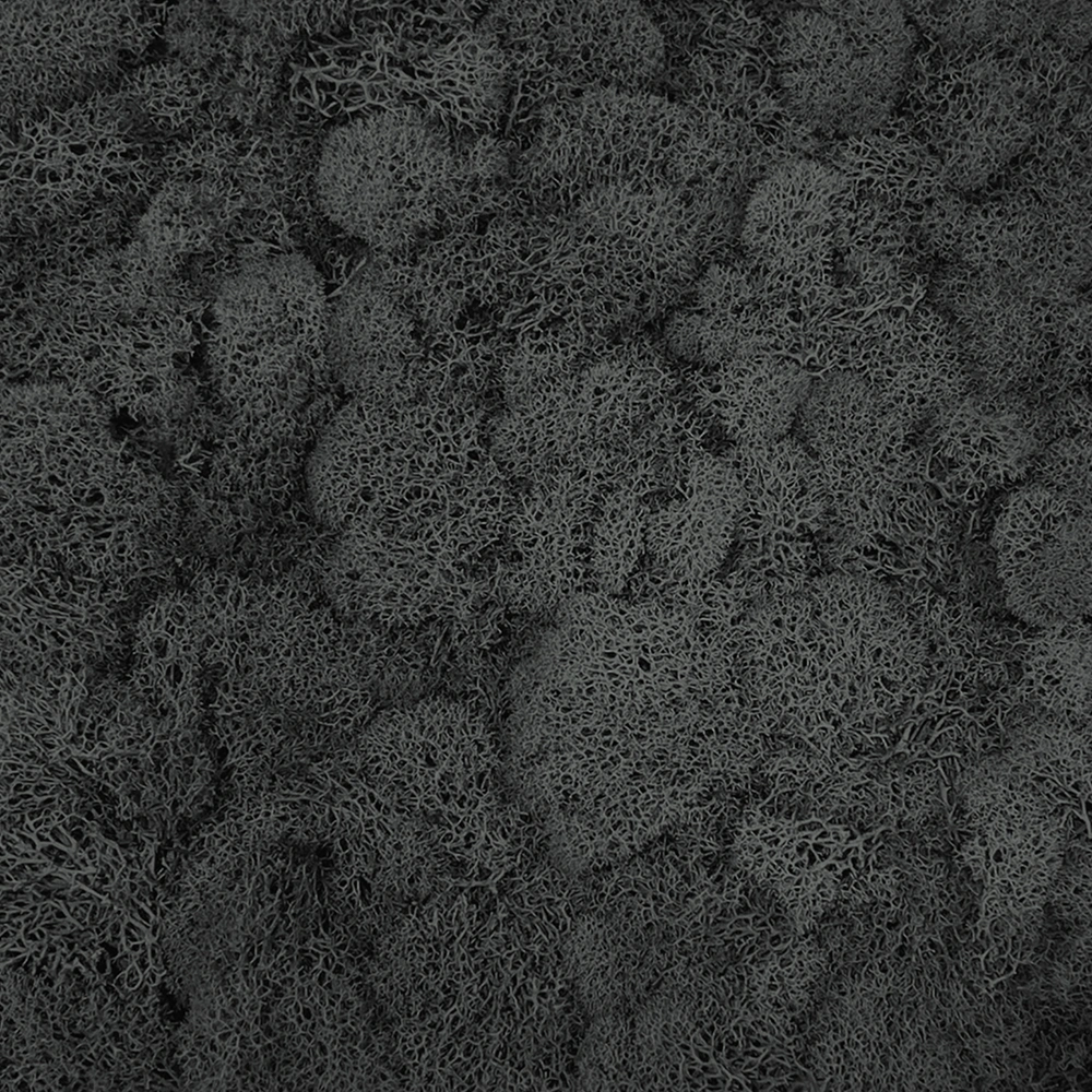 Preserved Reindeer Moss – Black