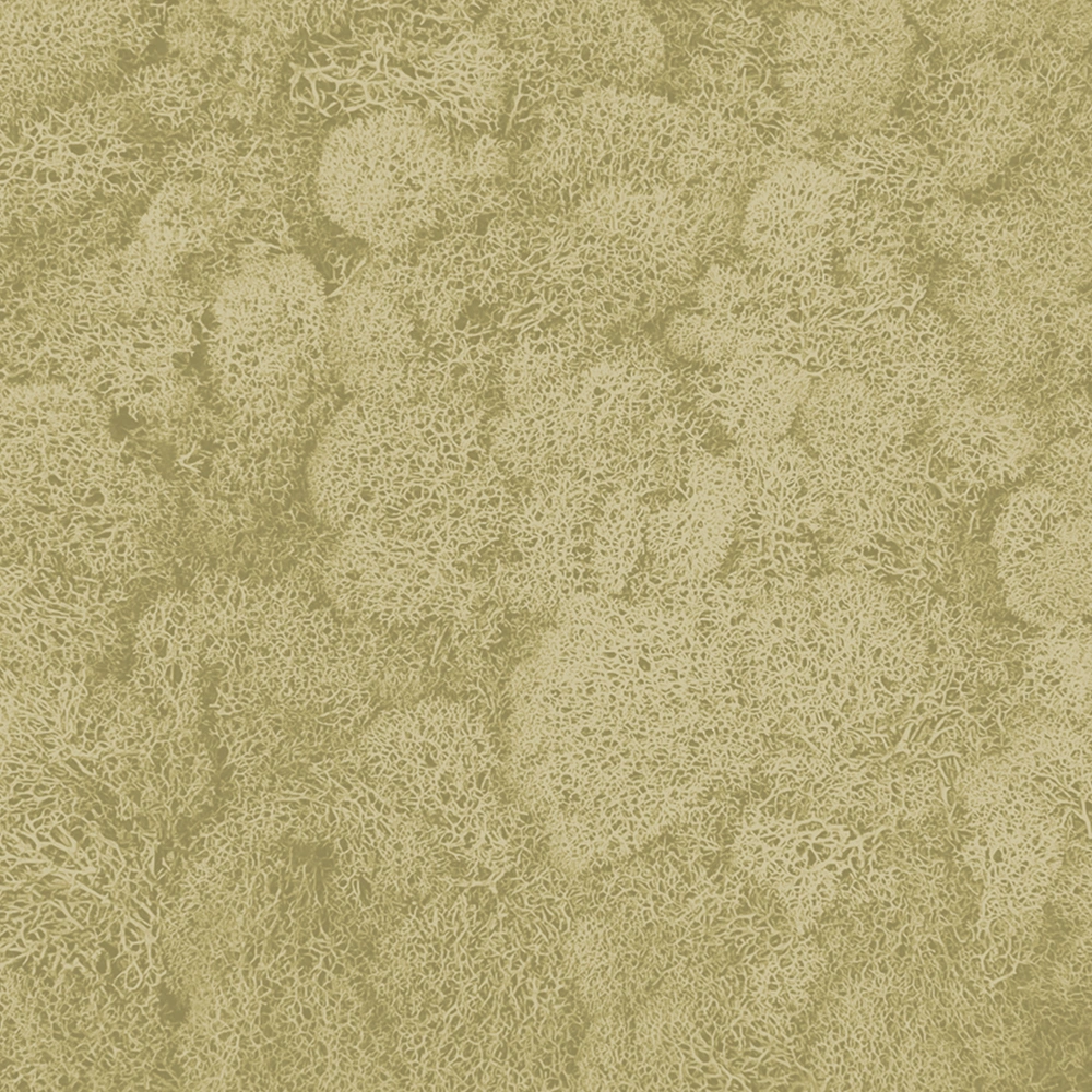 Preserved Reindeer Moss – Cream