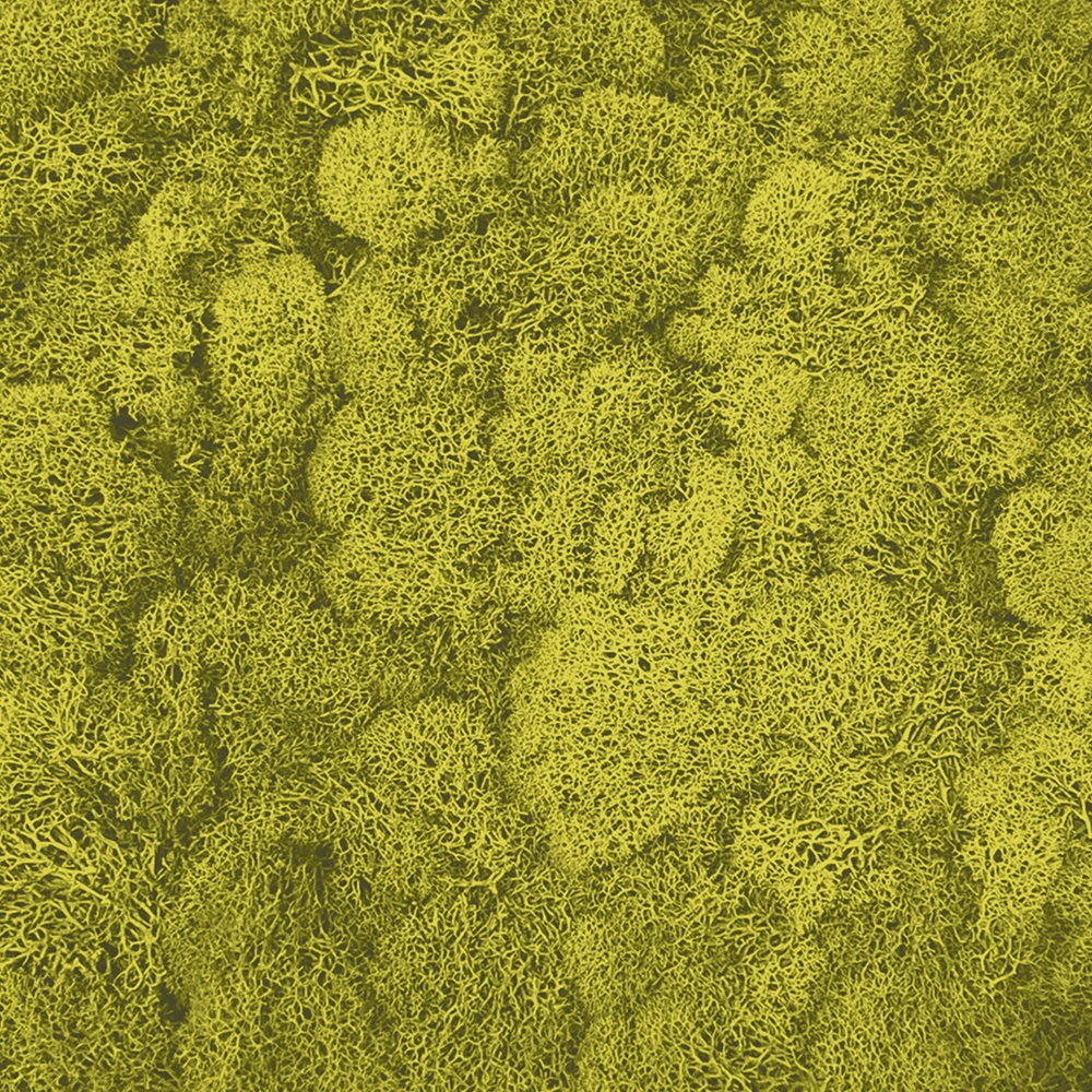 Preserved Reindeer Moss – Lime Green