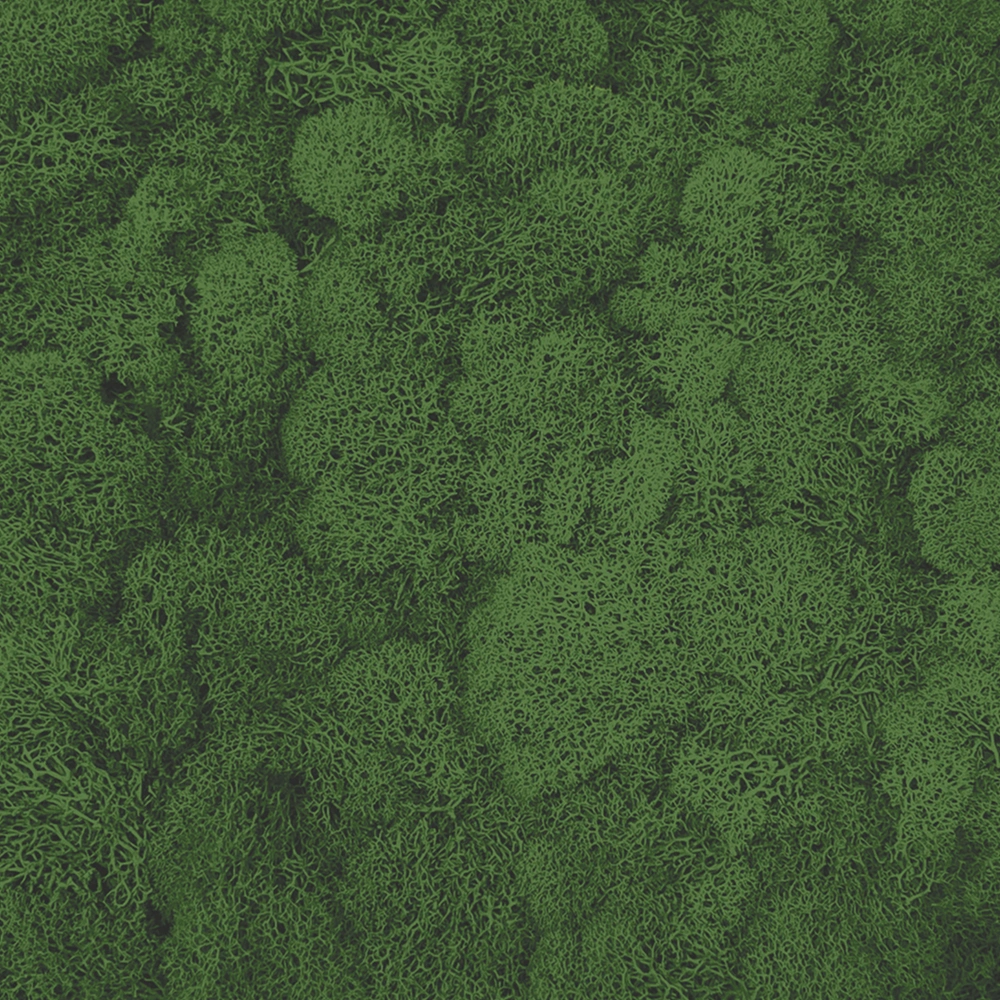 Preserved Reindeer Moss – Forest Green