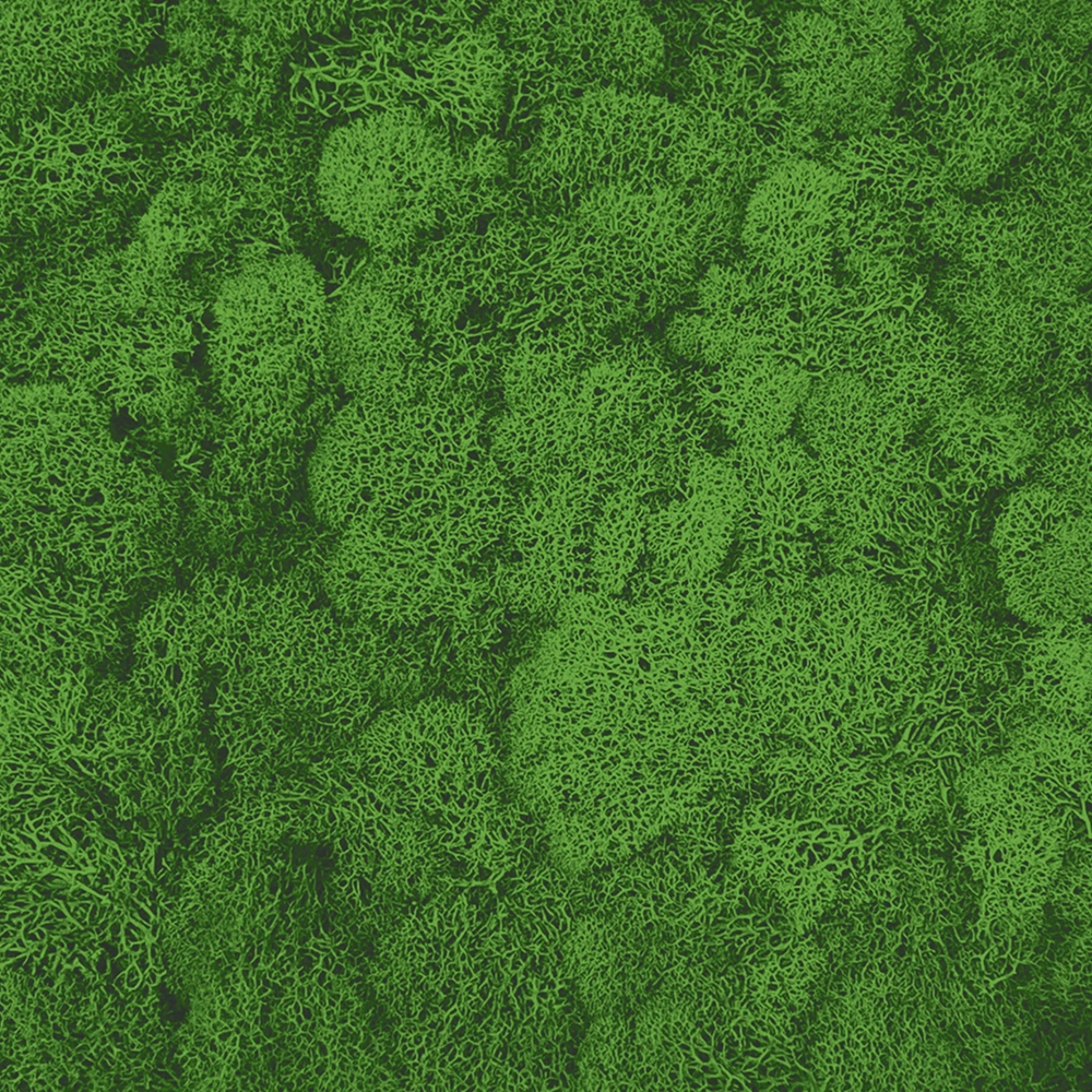 Preserved Reindeer Moss –  Nature Green