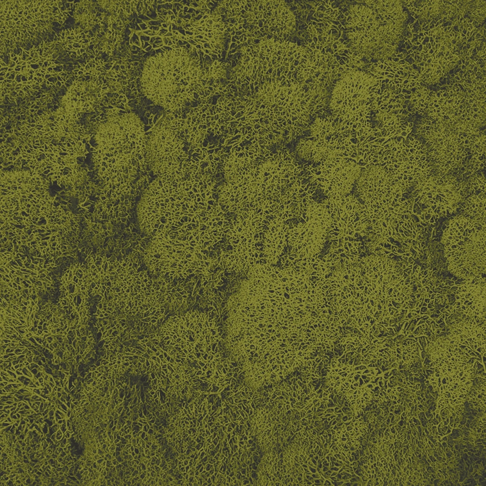 Preserved Reindeer Moss –  Medium Green