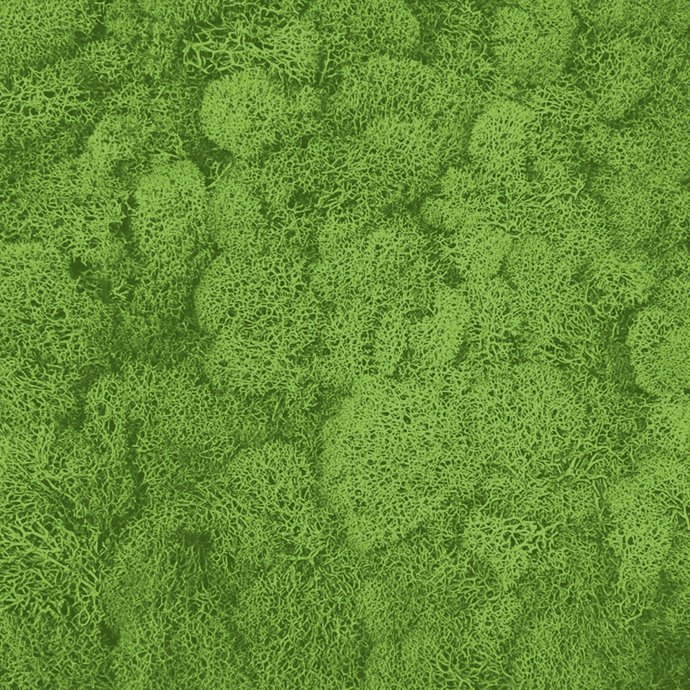 Preserved Reindeer Moss –  Light Green