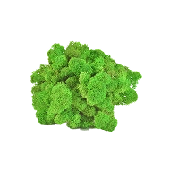 Preserved Reindeer Moss –  Light Green
