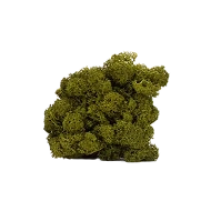Preserved Reindeer Moss –  Medium Green