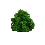 Preserved Reindeer Moss –  Nature Green