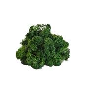 Preserved Reindeer Moss – Forest Green