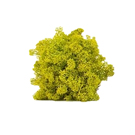 Preserved Reindeer Moss – Lime Green