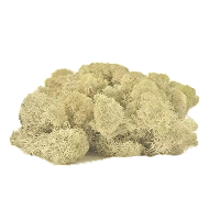 Preserved Reindeer Moss – Cream