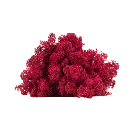 Preserved Reindeer Moss – Fuschia