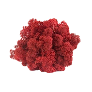 Preserved Reindeer Moss – Red