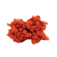 Preserved Reindeer Moss – Orange