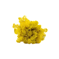 Preserved Reindeer Moss – Yellow