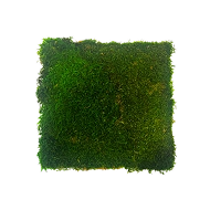 Preserved Sheet Moss – Green