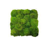 Preserved Pole Moss – Light Green