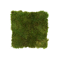 Preserved Mood Moss –  Natural Green