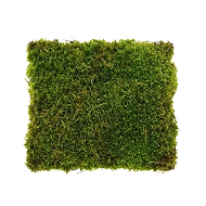 Preserved Star Moss –  Green